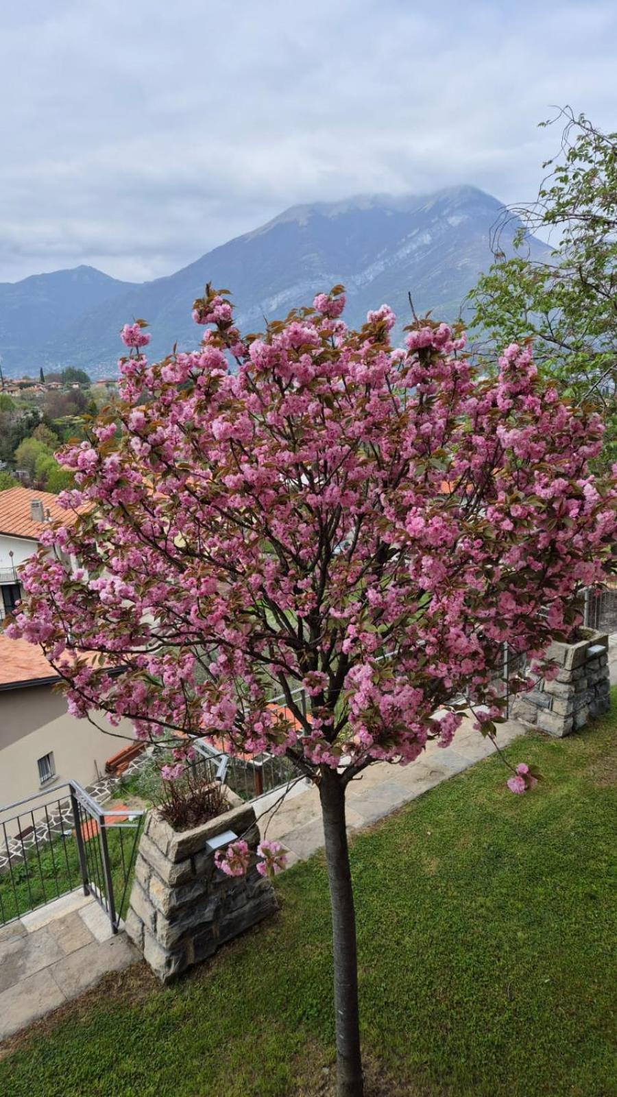 Villa Primula Bellagio Bagian luar foto
