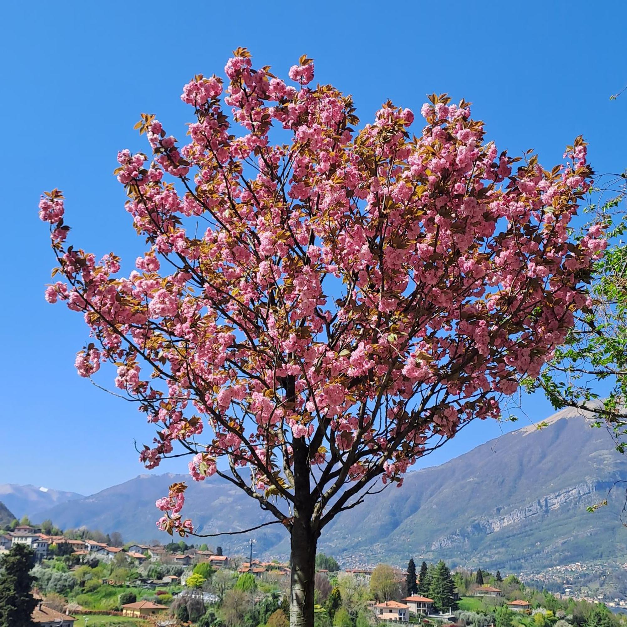 Villa Primula Bellagio Bagian luar foto